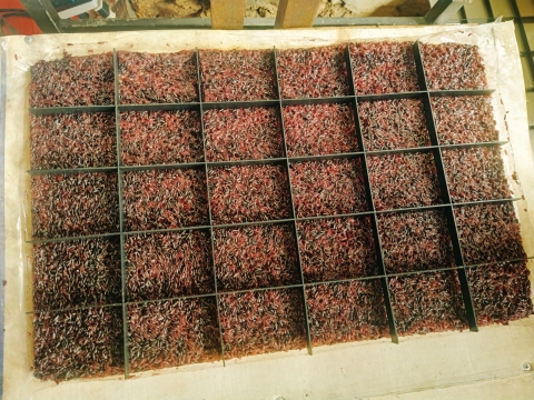 gạo lứt